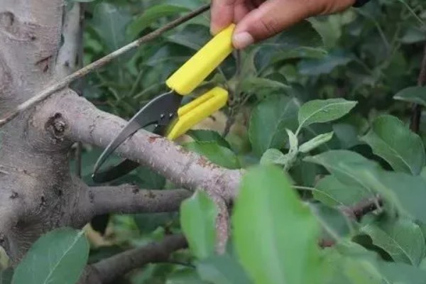 苹果树修剪的误区，主要有以下5点