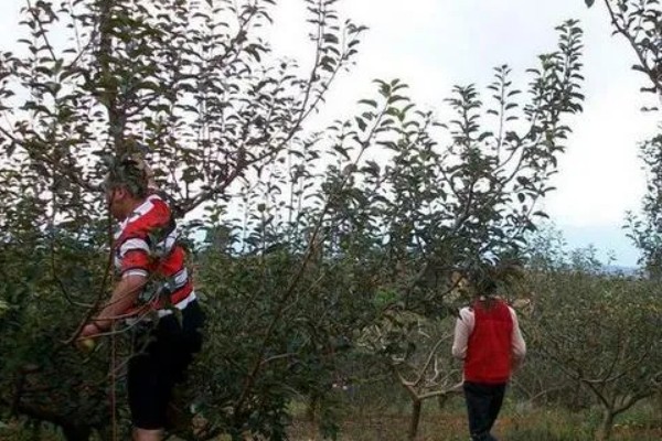 苹果树修剪的误区，主要有以下5点