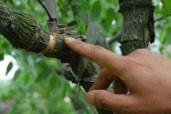 苹果树修剪的误区，主要有以下5点