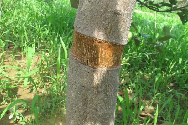 苹果树修剪的误区，主要有以下5点
