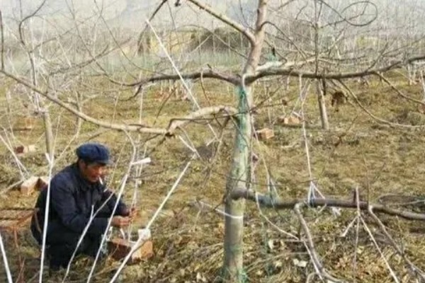 苹果树修剪的误区，主要有以下5点