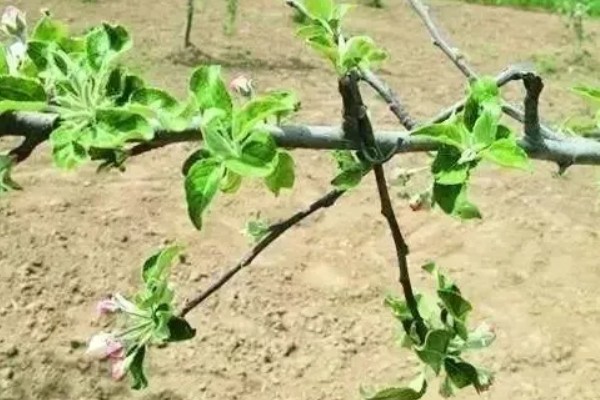 苹果树修剪的误区，主要有以下5点