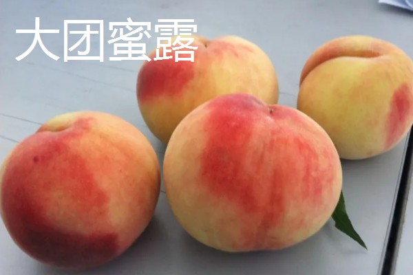 南汇水蜜桃的上市时间，主要集中在6-8月份