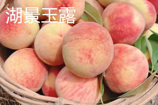 南汇水蜜桃的上市时间，主要集中在6-8月份