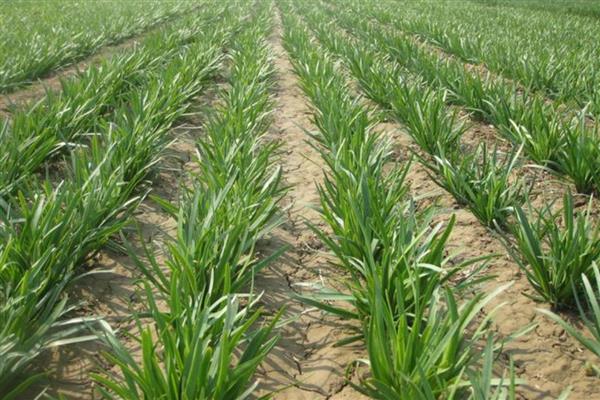 韭菜种子出苗第一年能不能割,第一年是可以收割的