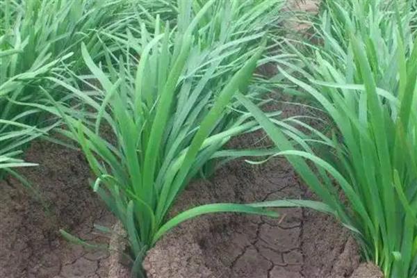 韭菜种子出苗第一年能不能割,第一年是可以收割的