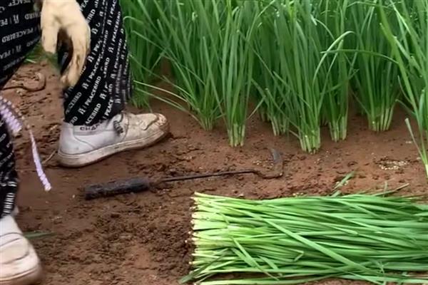 韭菜种子出苗第一年能不能割,第一年是可以收割的