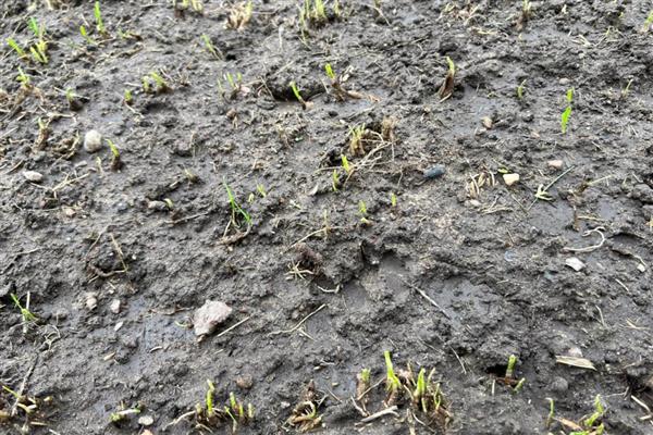 韭菜种子出苗第一年能不能割,第一年是可以收割的