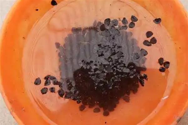 韭菜种子出苗第一年能不能割,第一年是可以收割的