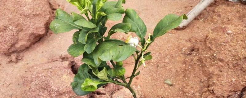 柚子树的嫁接方法，一年之中可以嫁接3次