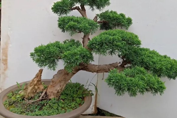 铺地柏的养殖方法，只在春天和秋天施肥即可