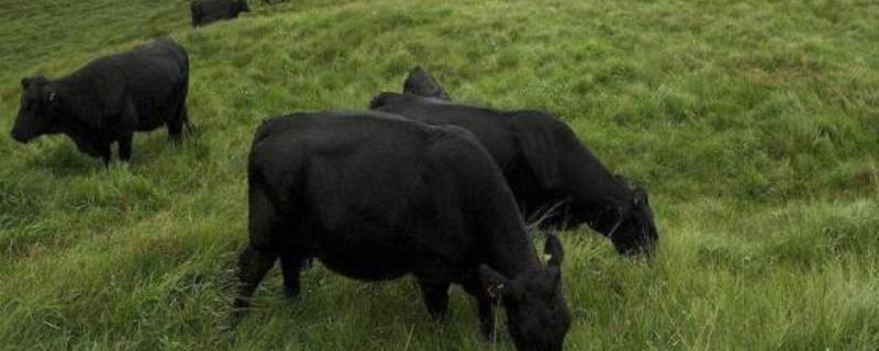 渤海黑牛简介,通常是指无棣黑牛