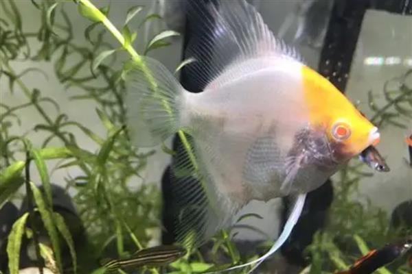 白神仙鱼好不好养，养殖难度适中