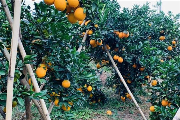 瓦克曼脐橙简介，原产于美国