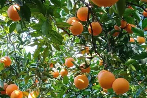 瓦克曼脐橙简介，原产于美国