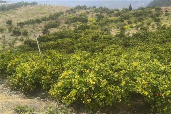 瓦克曼脐橙简介，原产于美国