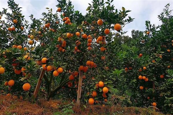 瓦克曼脐橙简介，原产于美国