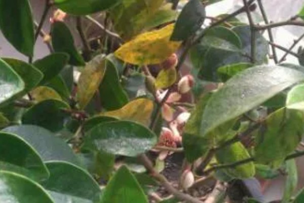 怎么防治含笑叶子发黄，需种植在微酸性土壤中