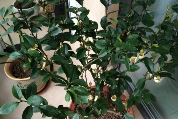 怎么防治含笑叶子发黄，需种植在微酸性土壤中