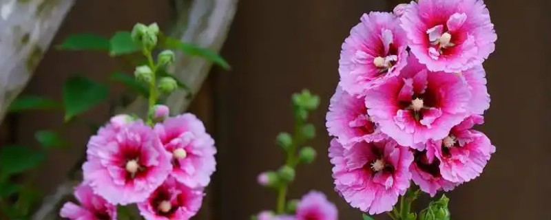 蜀葵的寓意，寓意为梦、温和等
