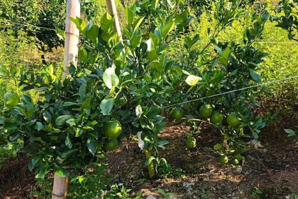 瓦克曼脐橙简介，原产于美国