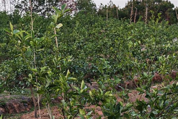 瓦克曼脐橙简介，原产于美国