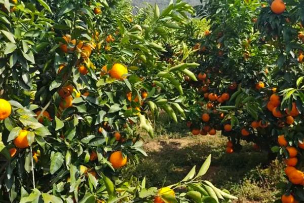 瓦克曼脐橙简介，原产于美国