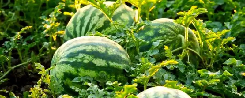 8424西瓜有籽还是无籽，大部分是有籽的