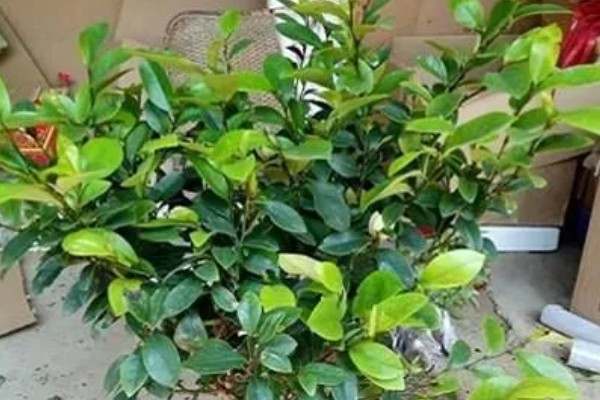 怎么防治含笑叶子发黄，需种植在微酸性土壤中