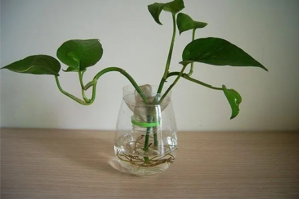水培绿萝的修剪方法，水培期间要进行适当修剪