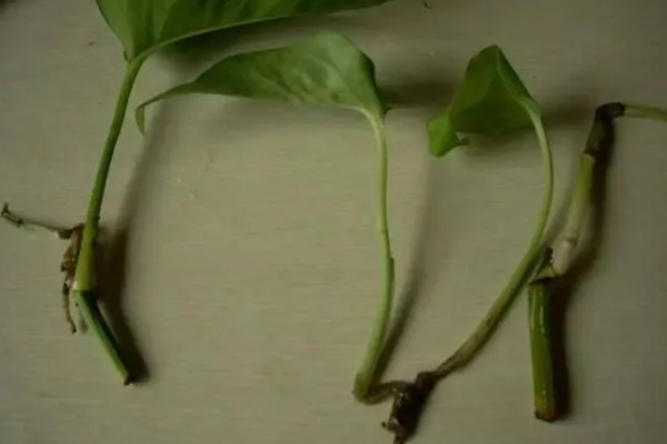 水培绿萝的修剪方法，水培期间要进行适当修剪