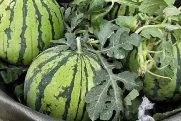8424西瓜有籽还是无籽，大部分是有籽的