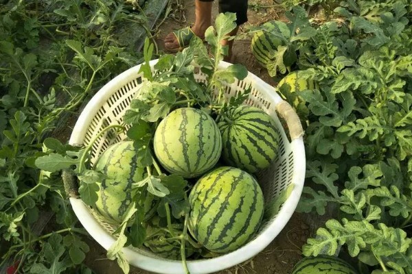 8424西瓜有籽还是无籽，大部分是有籽的