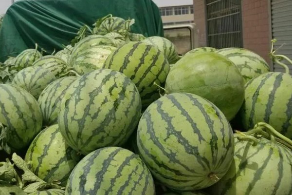 8424西瓜有籽还是无籽，大部分是有籽的