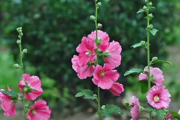 蜀葵的寓意，寓意为梦、温和等
