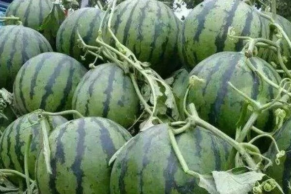 8424西瓜有籽还是无籽，大部分是有籽的