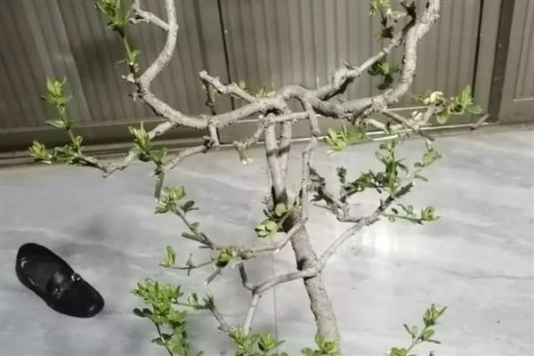 迎春花枝条太长了如何解决，将过长枝截短可促进侧枝萌发