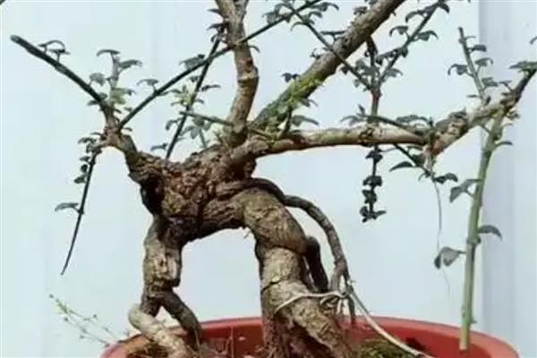 迎春花枝条太长了如何解决，将过长枝截短可促进侧枝萌发