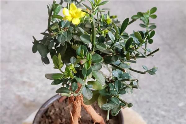 迎春花枝条太长了如何解决，将过长枝截短可促进侧枝萌发