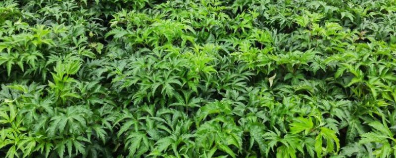 当归一亩地产几斤，可产一千斤左右