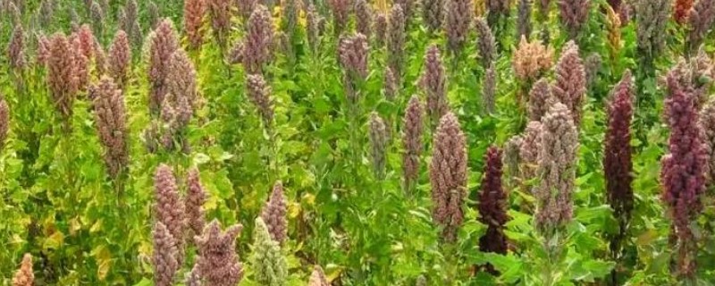 藜麦的原产地，原产南美洲的安第斯山脉