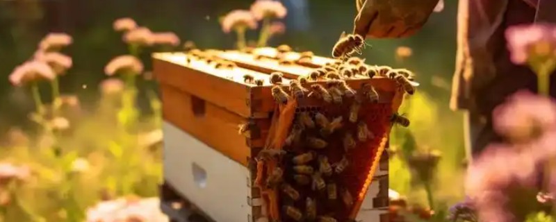 蜜蜂奖励饲喂的方法，一般多在早春或秋季饲喂