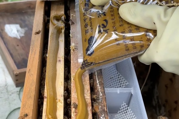 蜜蜂奖励饲喂的方法，一般多在早春或秋季饲喂