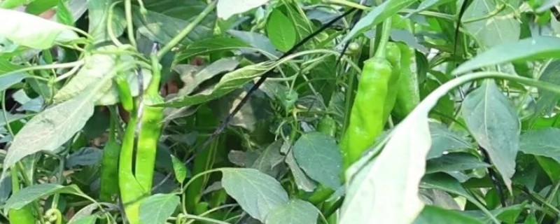 大棚辣椒的种植技术，播种后盖约0.5厘米的营养土