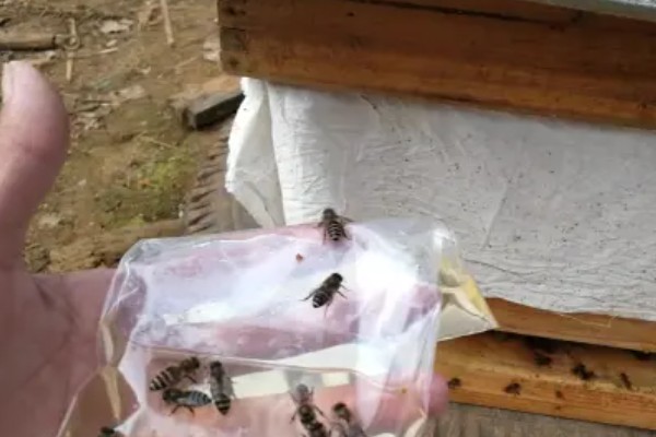 蜜蜂奖励饲喂的方法，一般多在早春或秋季饲喂