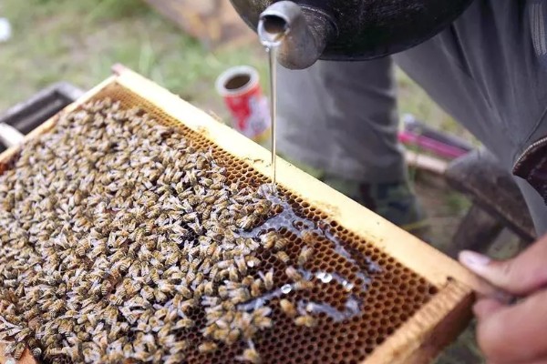 蜜蜂奖励饲喂的方法，一般多在早春或秋季饲喂