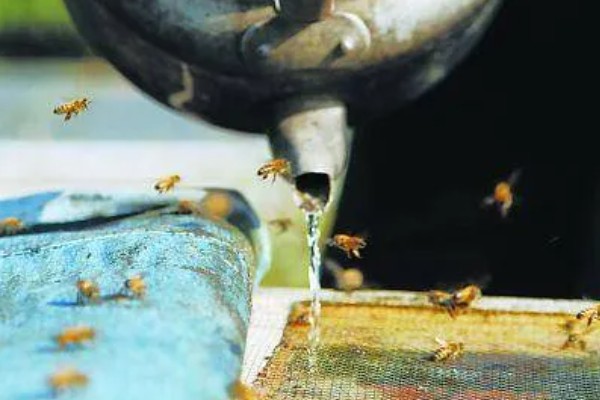 蜜蜂奖励饲喂的方法，一般多在早春或秋季饲喂