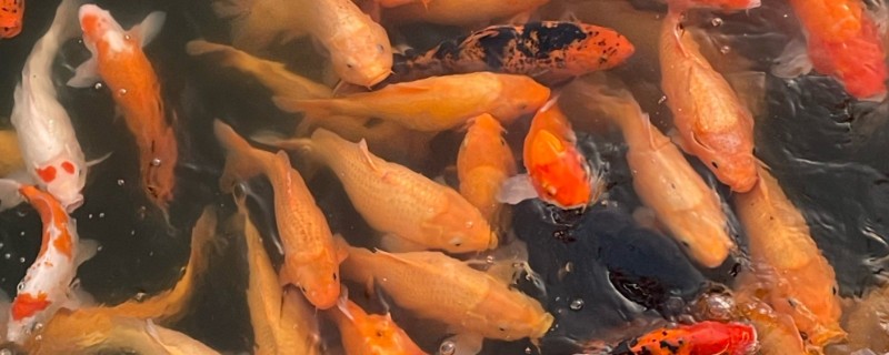 锦鲤和锦鲫的区别是什么，胡须和大小均不同