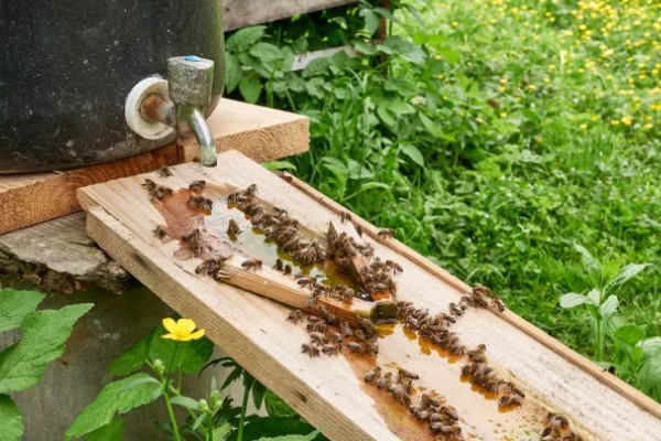 蜜蜂奖励饲喂的方法，一般多在早春或秋季饲喂