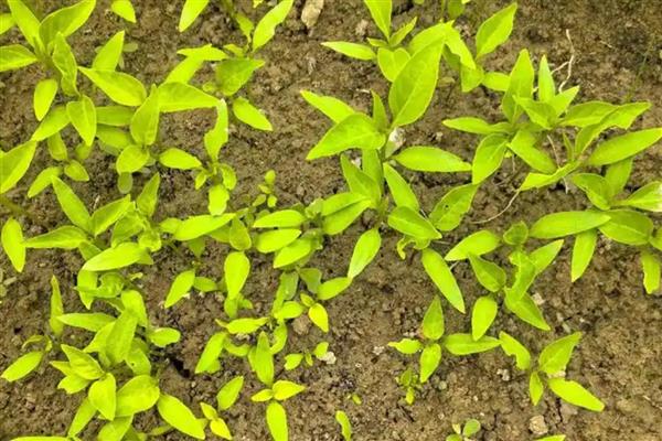 大棚辣椒的种植技术，播种后盖约0.5厘米的营养土